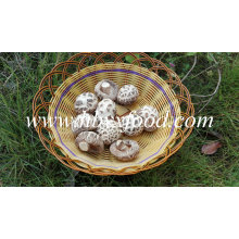 Prix ​​de l&#39;exportation de champignons de Shiitake de fleur blanche pour le paquet de 1kgs